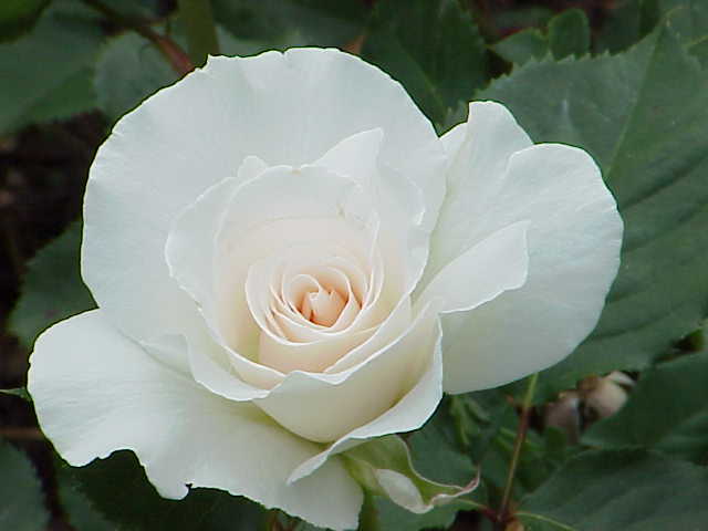 Sacred White Rose Herb
